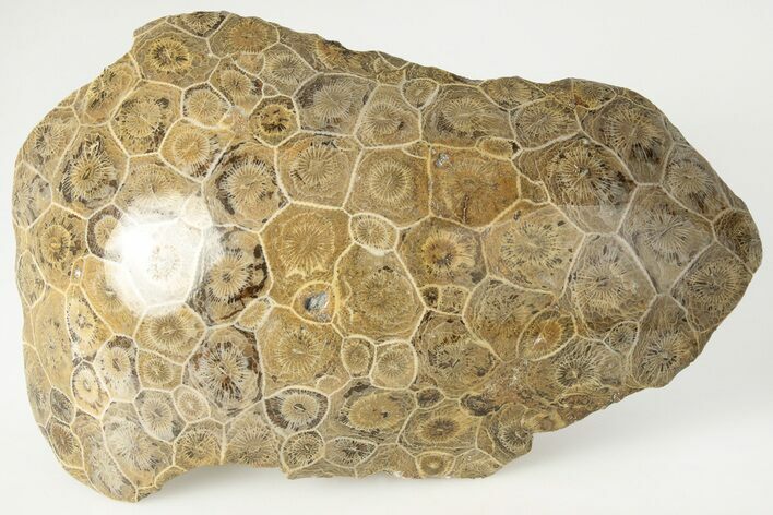 Polished Fossil Coral (Actinocyathus) Head - Morocco #202502